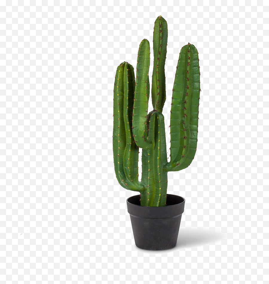 Saguaro Cactus Png Pic - San Pedro Cactus Emoji,Cactus Png