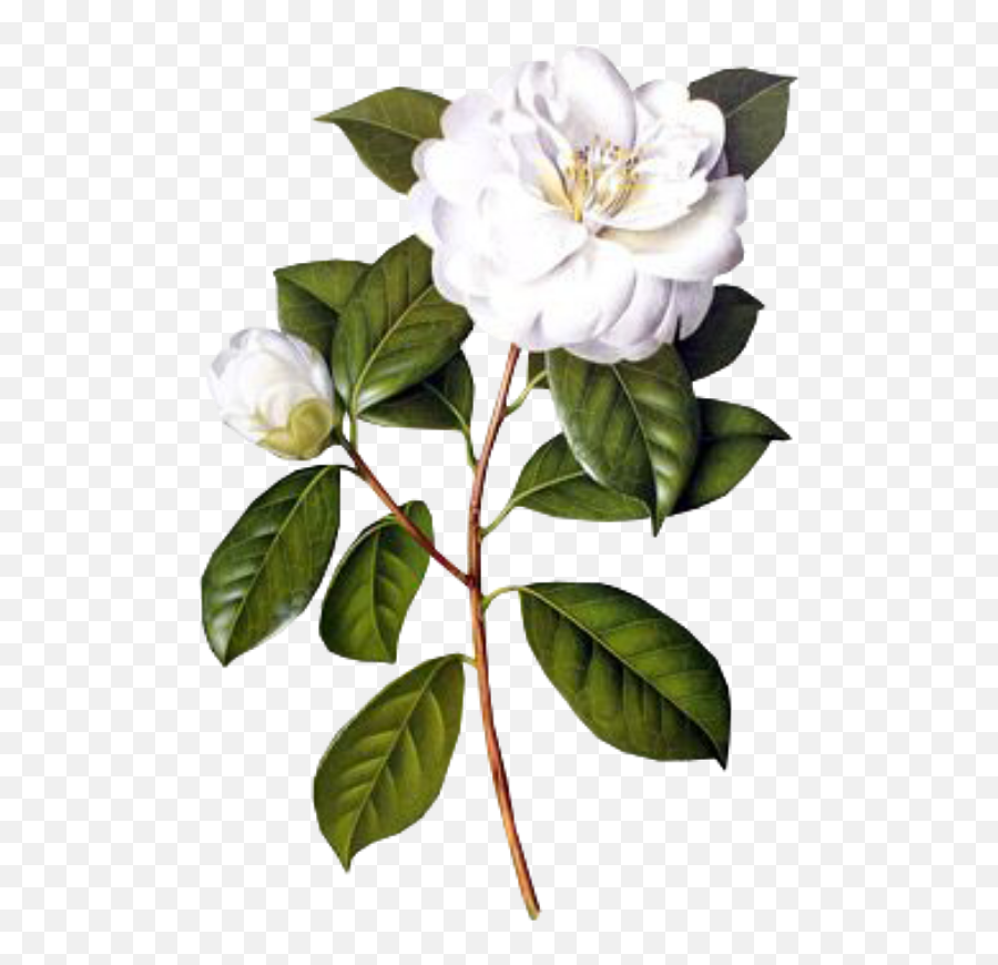 Flower Sticker - Camellia Flower White Painting Emoji,Gardenia Clipart