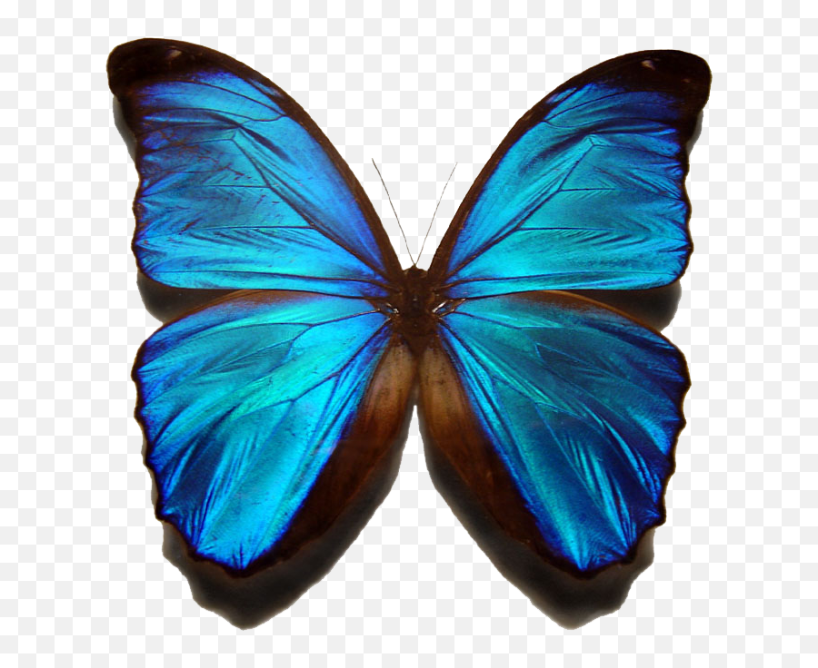 Png Images Blue Morpho Butterfly - Png Transparent See Butterfly Jpg Emoji,Butterfly Transparent Background