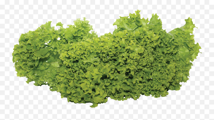Fresh Green Lettuce Png Clipart Png Mart - Transparent Vegetable Plant Png Emoji,Lettuce Clipart
