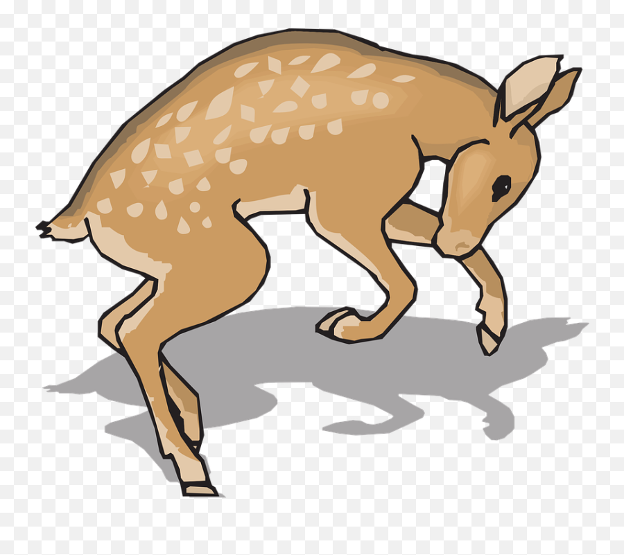 Free Photo Wildlife Young Animal Nature Natural Deer Fawn Emoji,Woodland Deer Clipart