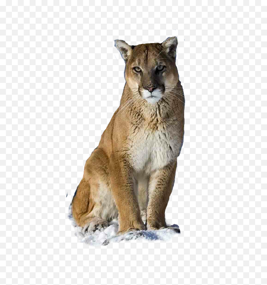 Puma Logo Clipart Picsart - Mountain Lion Transparent Background Emoji,Puma Logo