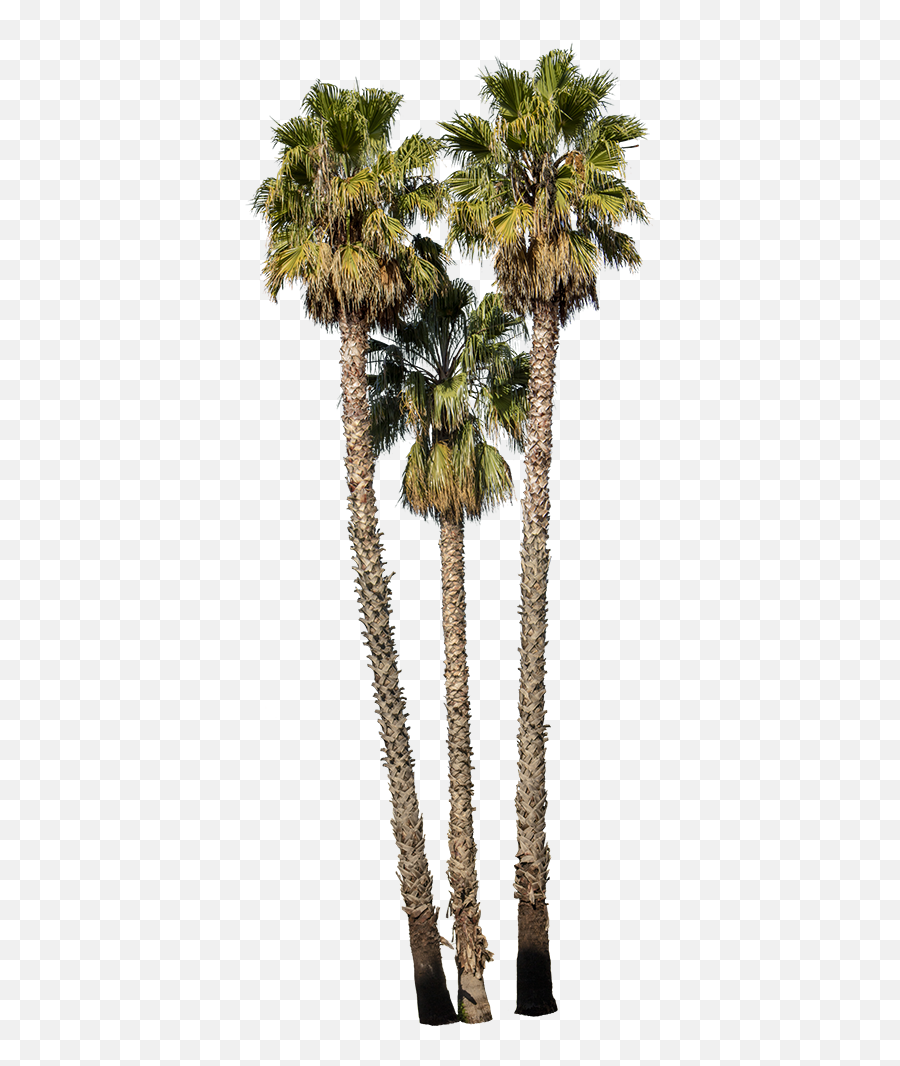 Palm Tree Png - Washingtonia Robusta Group Ii Palm Tree Png Palm Trees Png Washingtonia Emoji,Palm Tree Png