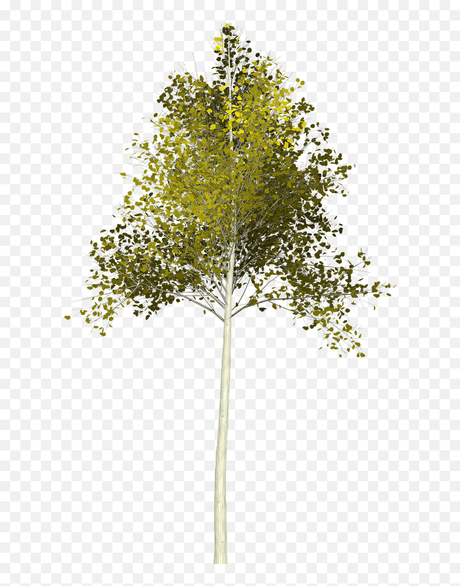 Young Tree Png - Gambel Oak Transparent Cartoon Jingfm Transparent Young Tree Png Emoji,Oak Tree Png