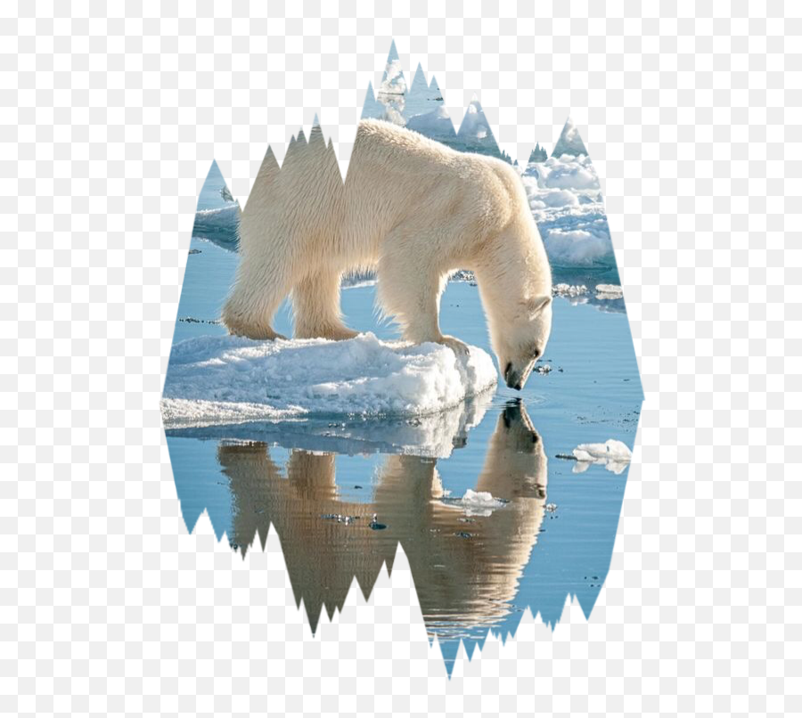 Polar - Polar Bear In Ice Gif Transparent Emoji,Polar Bear Png