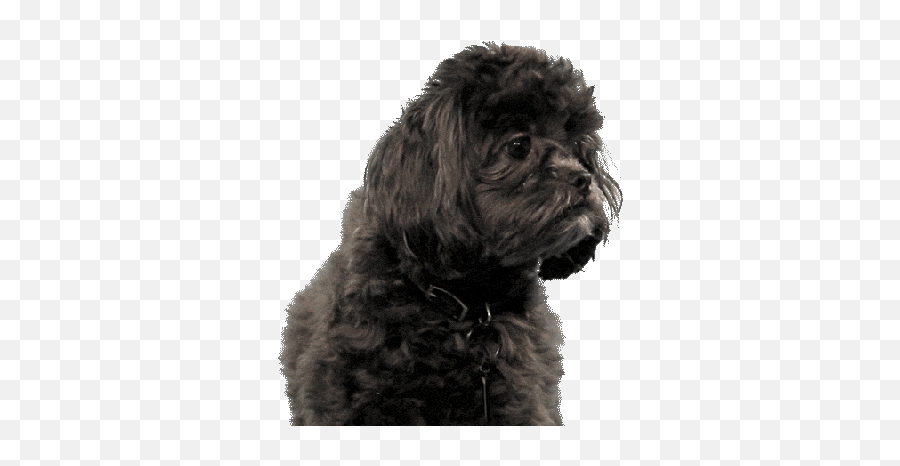 20th Century Fox Funny Cold Gifs - Lowgif Dog Gif Transparent Poodle Black Emoji,20th Century Fox Logo Gif