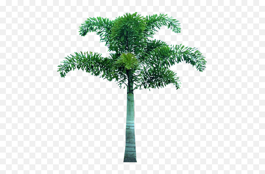 Download Palm Tree Png Image For Free - Foxtail Palm Tree Png Emoji,Palm Tree Leaf Png