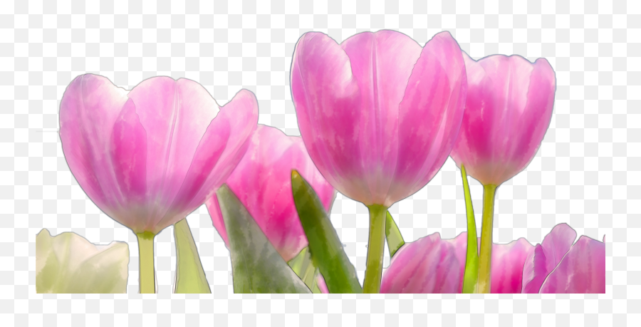 Download Beautiful Watercolor Pink Flowers Png - Flower Png Good Morning Flowers Watercolor Emoji,Pink Flower Png