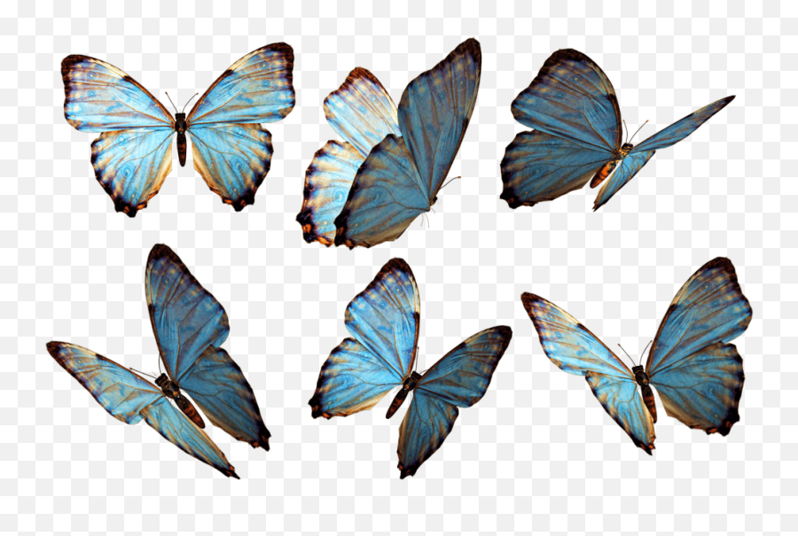 Clipart Butterfly Transparent - Butterflies Emoji,Butterfly Transparent