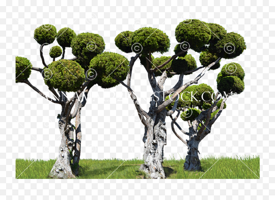 Round Trees In Landscape Png Stock 0007 - Round Trees Emoji,Landscape Png