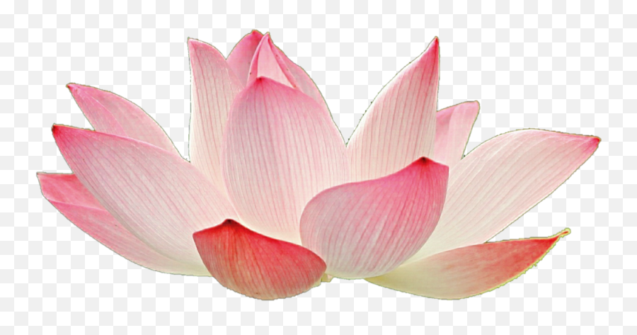 Free White Lotus Flower Png Download Free White Lotus - Lotus Transparent Background Emoji,Lotus Flower Transparent Background