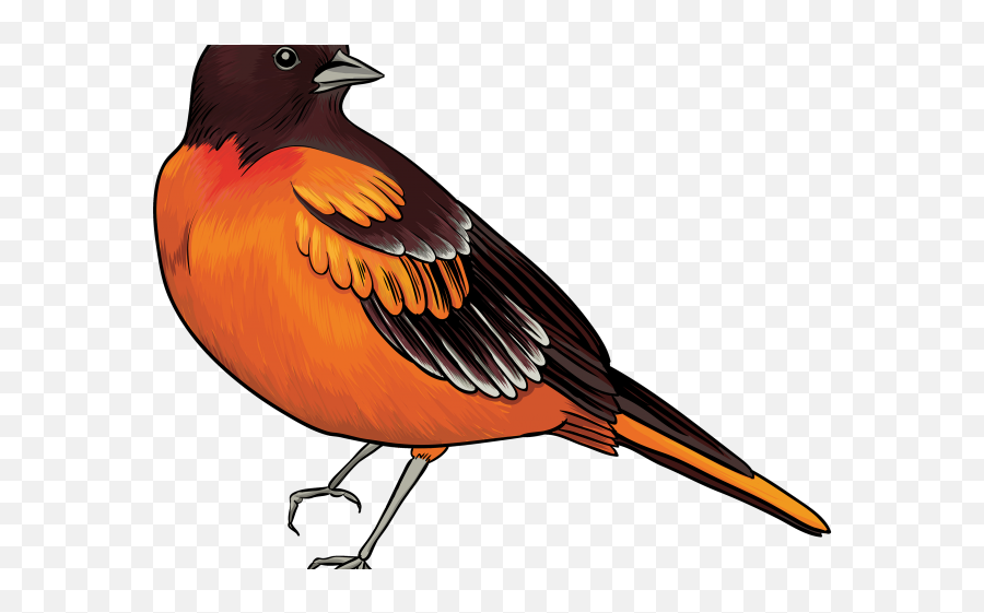 Kiwi Bird Clipart Transparent - Transparent Background Robin Bird Clipart Emoji,Bird Clipart
