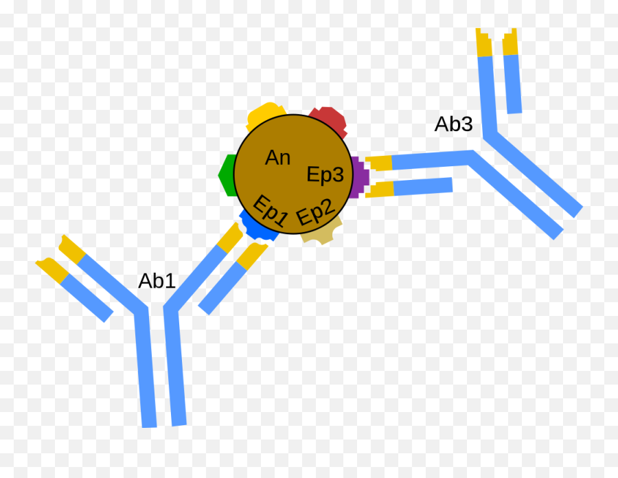 Flatworm Diagram - Antigen Antibody Svg Clipart Full Size Emoji,Antibody Png
