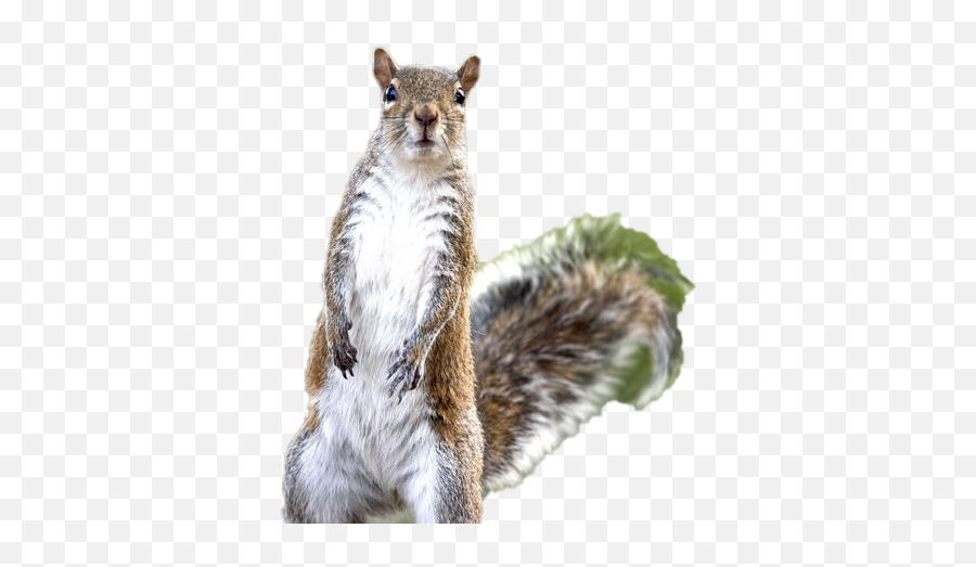 Squirrel Png Images Hd Png Play - Pog Squirrels Transparent Background Emoji,Squirrel Png
