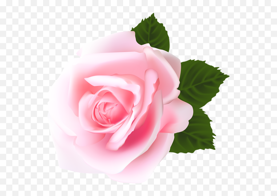 Green Hats High Quality Images Pink Roses Flower - Pink Pink Rose Rose Png Emoji,Pink Flower Png