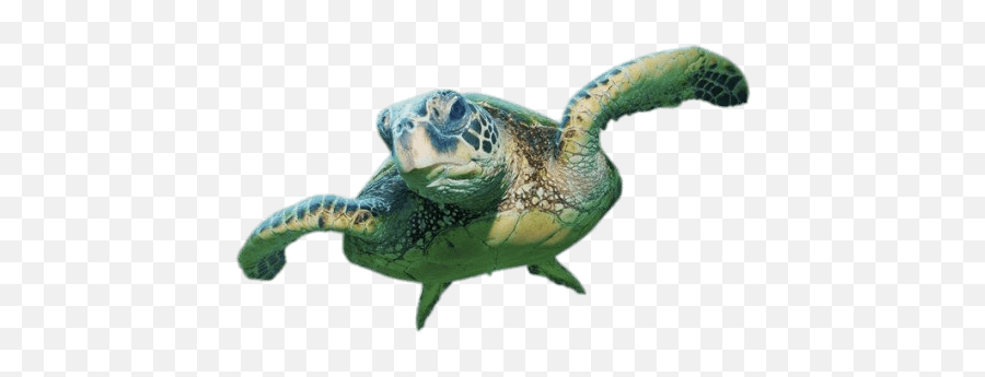 Sea Turtle Front View Transparent Png - Sea Turtle Transparent Background Emoji,Turtle Transparent Background