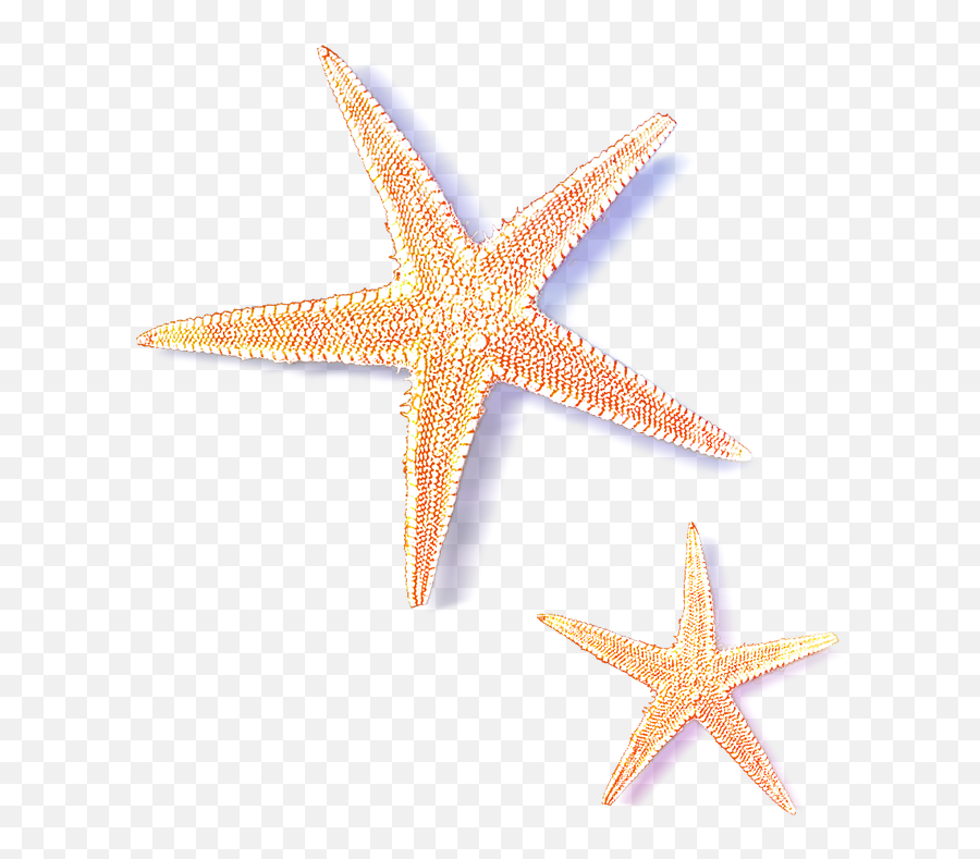 Download Sea Star Transparent Images - Sea Star Transparent Emoji,Star Transparent
