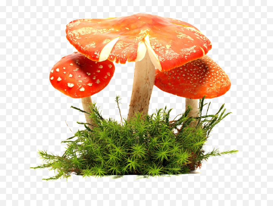 Download Mushroom Cloud Png - Wild Mushroom Emoji,Mushroom Cloud Png