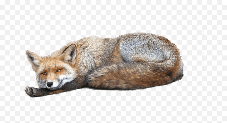 Download Free Png Fox Png Images - Red Fox Emoji,Fox Png