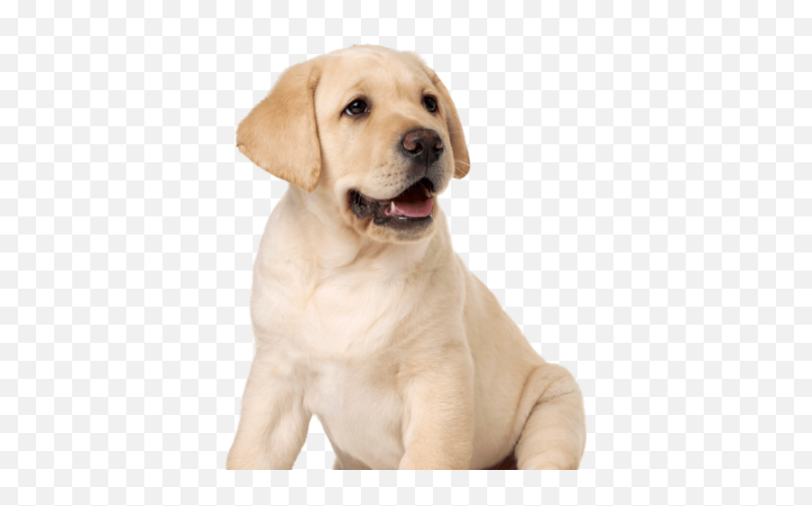 Labrador Retriever Transparent U0026 Png Clipart Free Download Emoji,Labrador Retriever Clipart