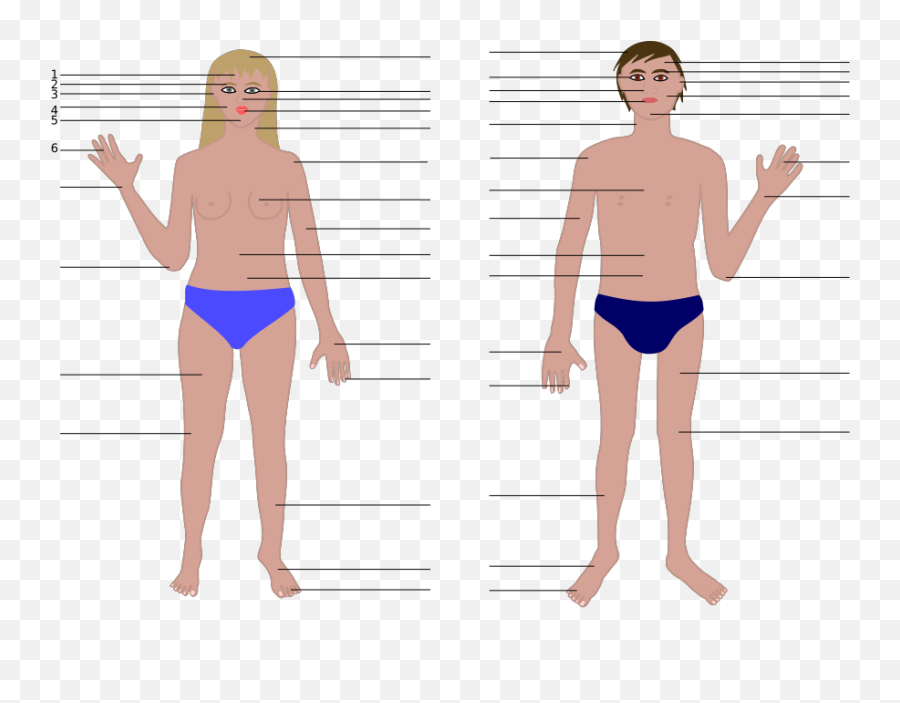 Free Clipart Human Body Man And Woman With Numbers Mireille Emoji,Anatomy Clipart