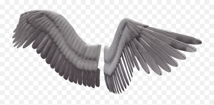 Download Angel Wings Png Image Background - Bird Wings Transparent Background Bird Wings Png Emoji,Angel Wings Transparent