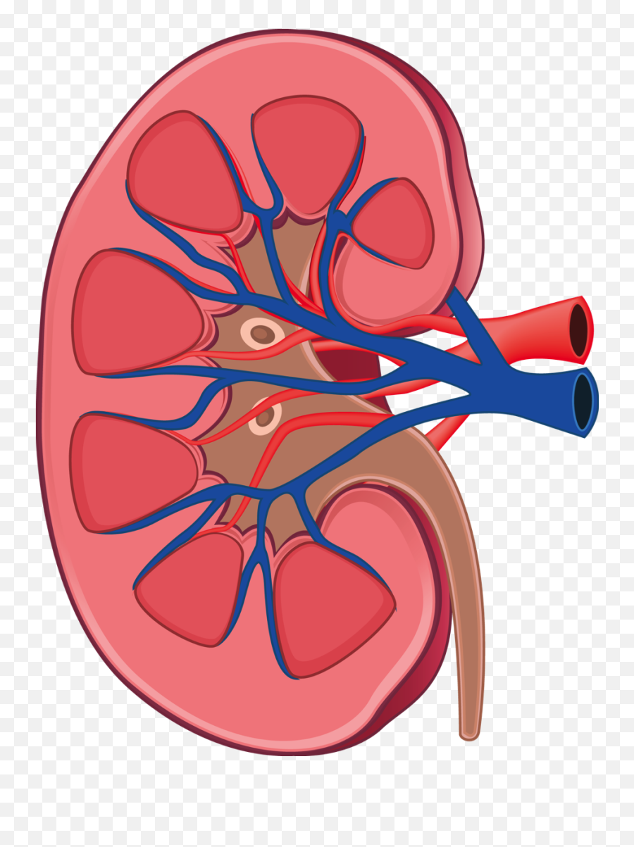 Image Free Library Kidney Clipart - Kidney Clipart Transparent Emoji,Kidney Clipart