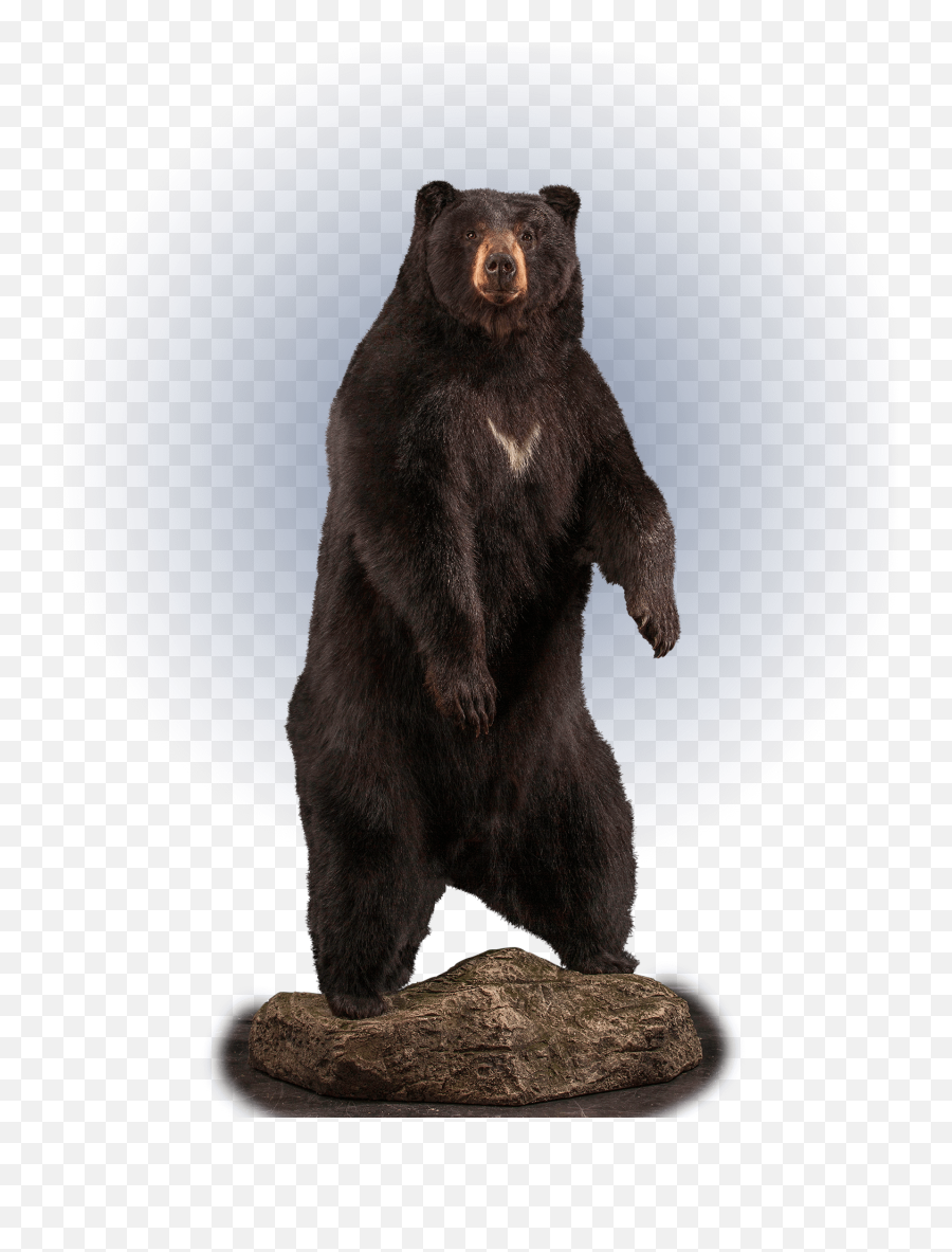 Our Work - Black Bear Mount Emoji,Black Bear Png