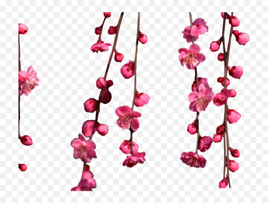 Share This Image - Hanging Cherry Blossoms Transparent Emoji,Cherry Blossom Png