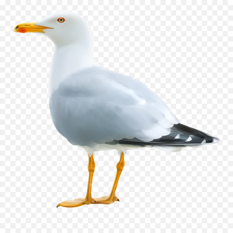 Seagull Clipart Image - Clipart Seagull Emoji,Seagull Clipart
