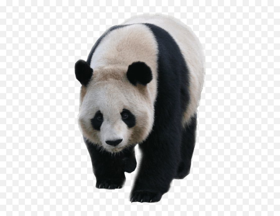 Panda Transparent Background Png Image - Panda Transparent Background Emoji,Transparent Animals