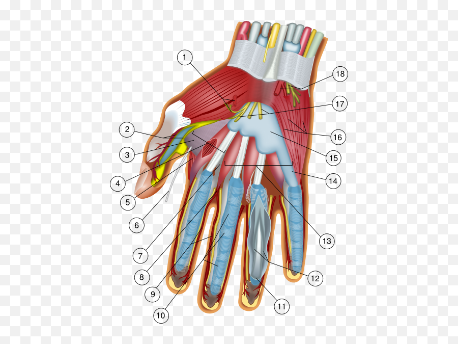 Hand Anatomy Clip Art - Vector Clip Art Online Royalty Free Emoji,Anatomy Clipart