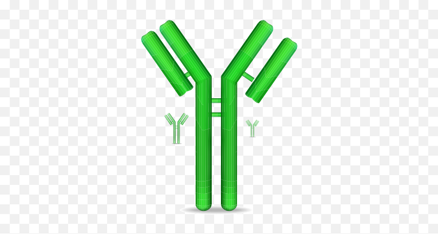 Anti - Human Cpeptide Mouse Monoclonal Antibody 1 Mg Cat B21231171 Emoji,Antibody Png