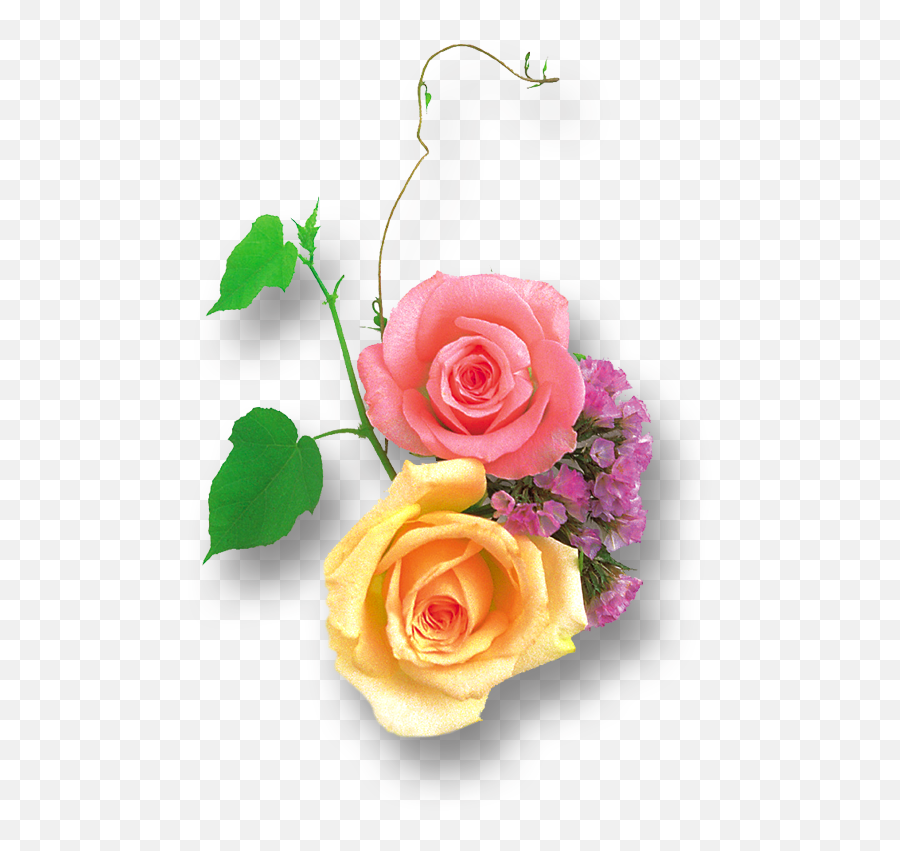 Rose Png - Hd Transparent Images Free Download Yellow Rose Png Hd Emoji,Pink Flower Png