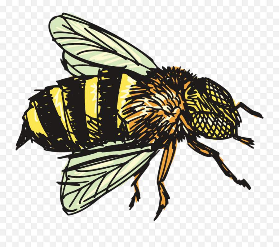 Honey Bee Drawing Png U0026 Free Honey Bee Drawingpng - Insectos Del Desierto Dibujo Emoji,Bee Transparent
