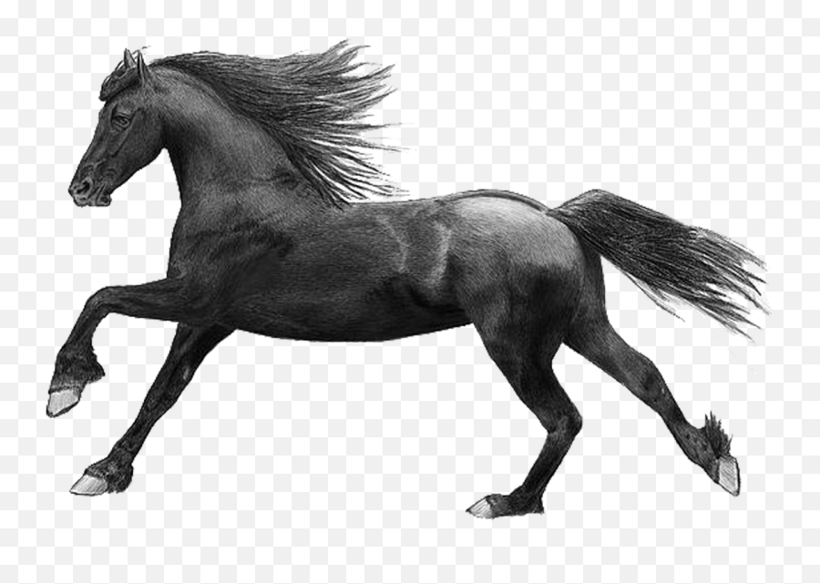 Running Horse Png - I Have A Picture Of Two Horses And The Running The Horse Png Emoji,Horse Png