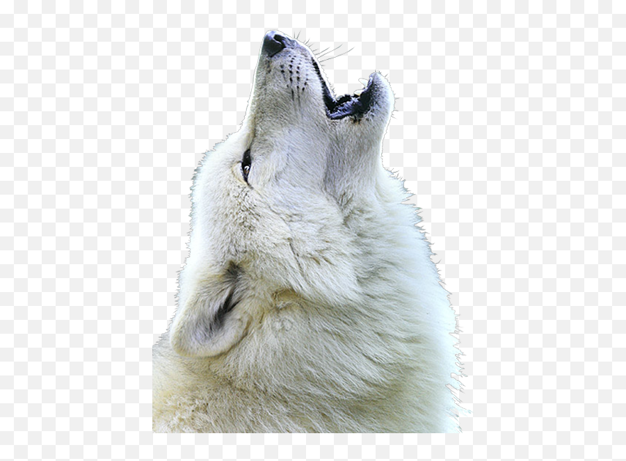 Wolf Face Png - Transparent White Wolf Png Emoji,Wolf Face Png
