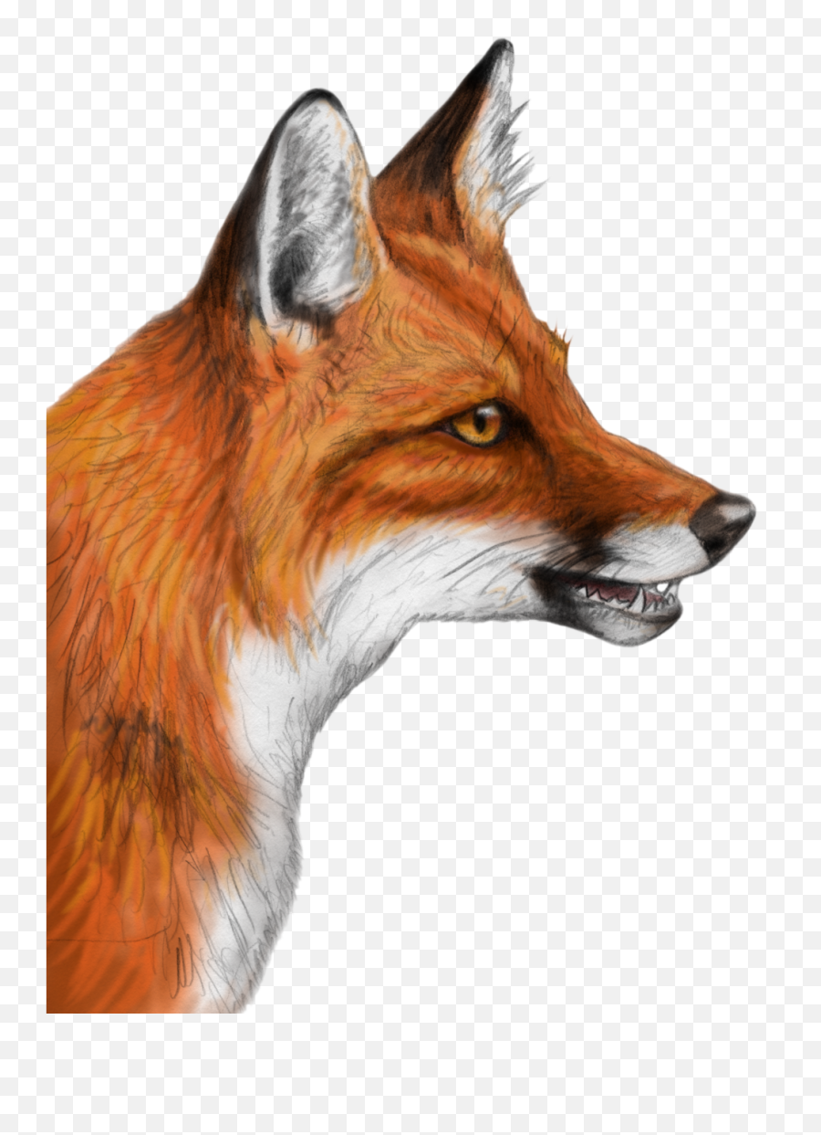 Fox Png Alpha Channel Clipart Images - Realistic Red Fox Clipart Emoji,Fox Png