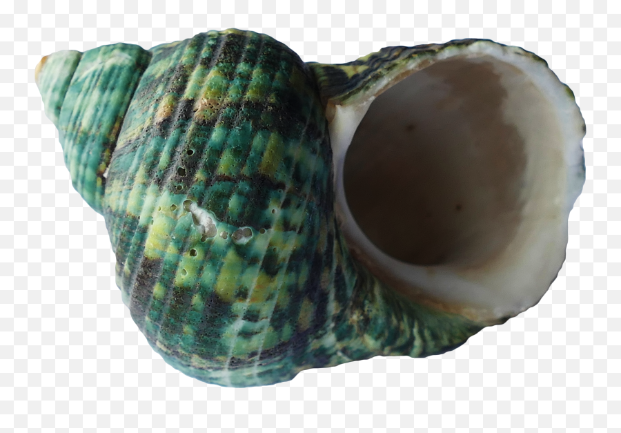 Sea Shells Png Emoji,Shell Png