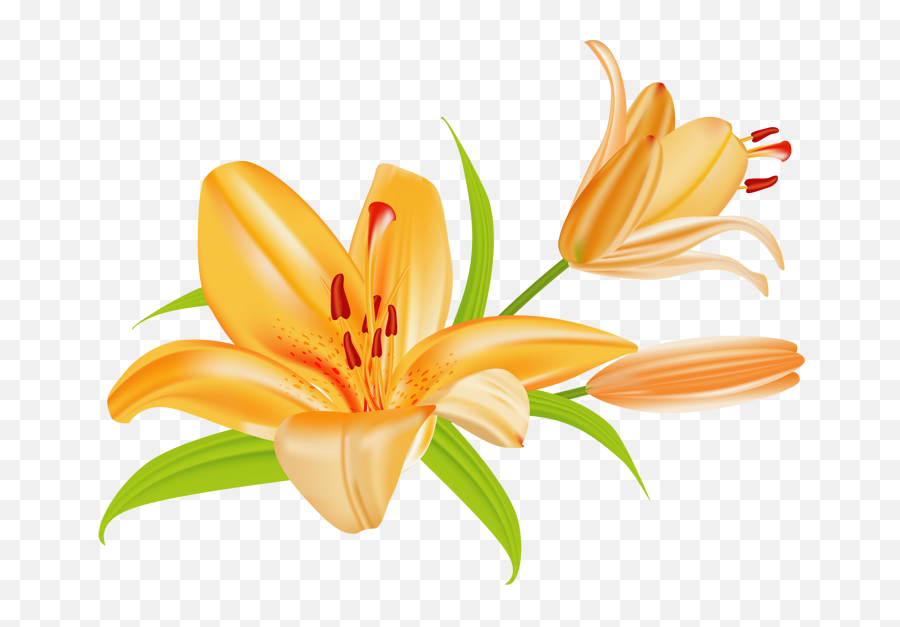 Lily Flower Clipart Png - Flower Clipart Lily Emoji,Lily Clipart
