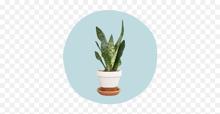 5 Easy Houseplants That Double As Self - Care Reminders Plant Emoji,Transparent Plant