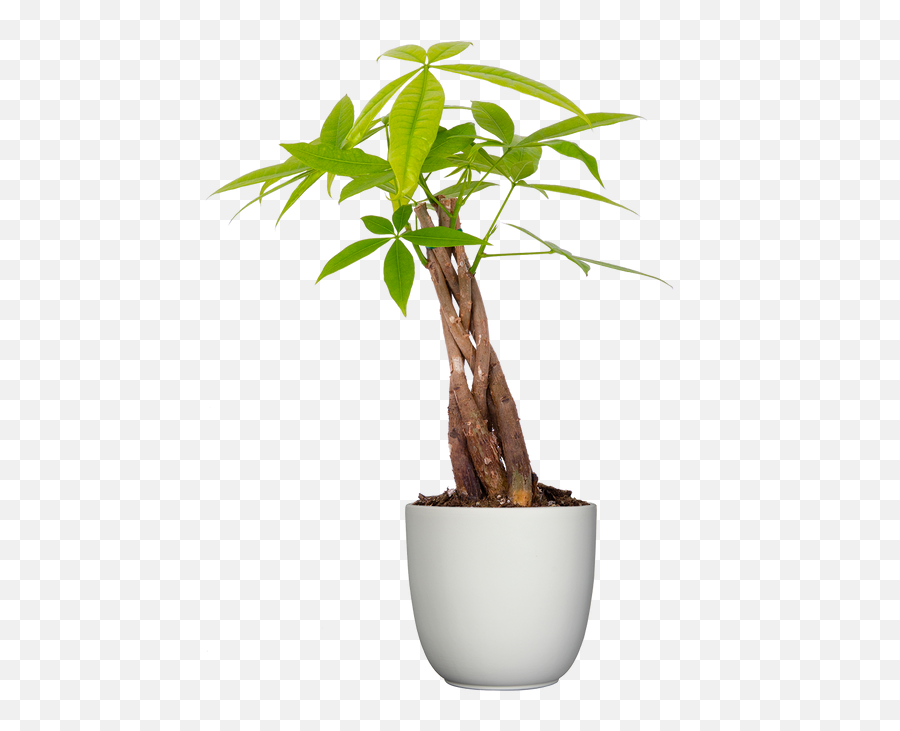 Pachira Aquatica Money Tree Plant Care U0026 Tips Plantsome Emoji,Money Tree Png