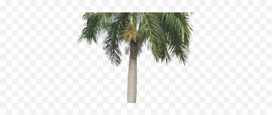 Palm Tree Png Transparent Images Png All Palm Tree Sconces - Roystonea Regia Emoji,Palm Tree Png