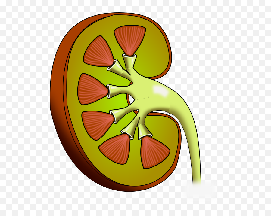 Kidney Clipart One Kidney One - Fruit Emoji,Kidney Clipart