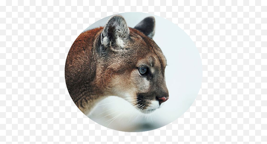 Lion - Mountain Lion Profile Transparent Png Original Mountain Lion Side View Emoji,Mountain Lion Png
