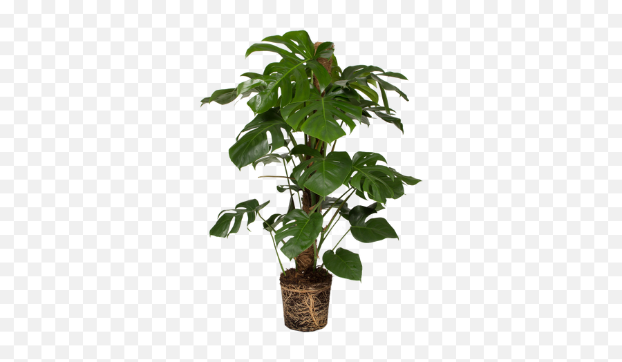 Monstera Deliciosa Split Leaf Philodendron - Artemide Tolomeo Sospensione Decentrata Emoji,Monstera Leaf Png