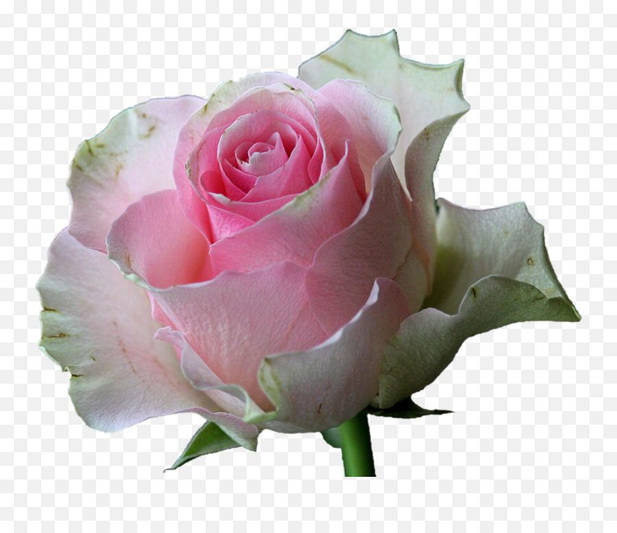 White Rose Png Images Roses 32png Snipstock Emoji,Pink Roses Png