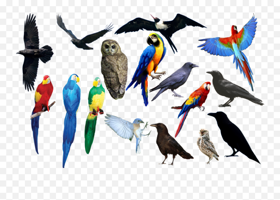 13 Birds Png Ideas Birds Bird Animals Emoji,Birds Transparent