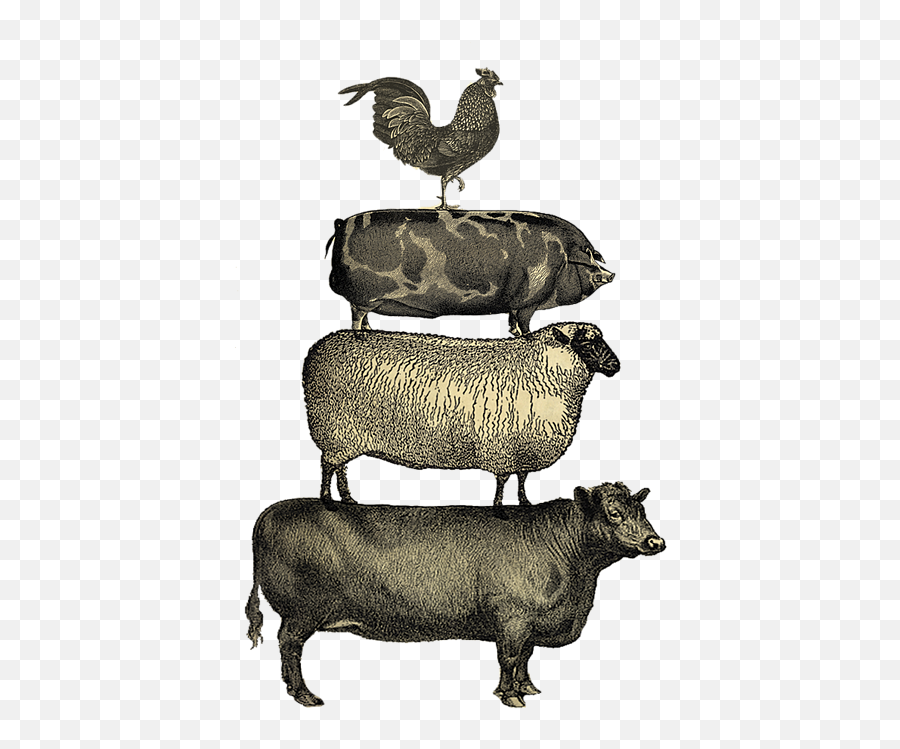 Vintage Farm Animals Tee T - Shirt For Sale By Edward Fielding Emoji,Farm Transparent