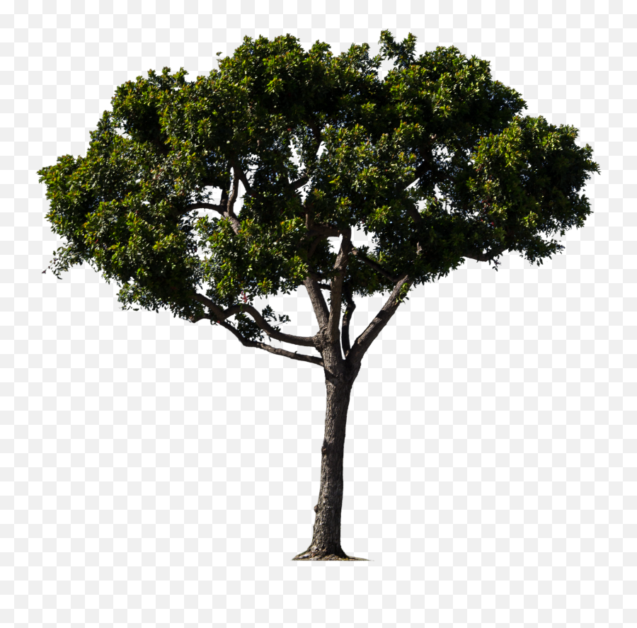 Oak Tree - Pine Trees Png Google Hd Png Download Original Bitmap Image Of A Tree Emoji,Oak Tree Png